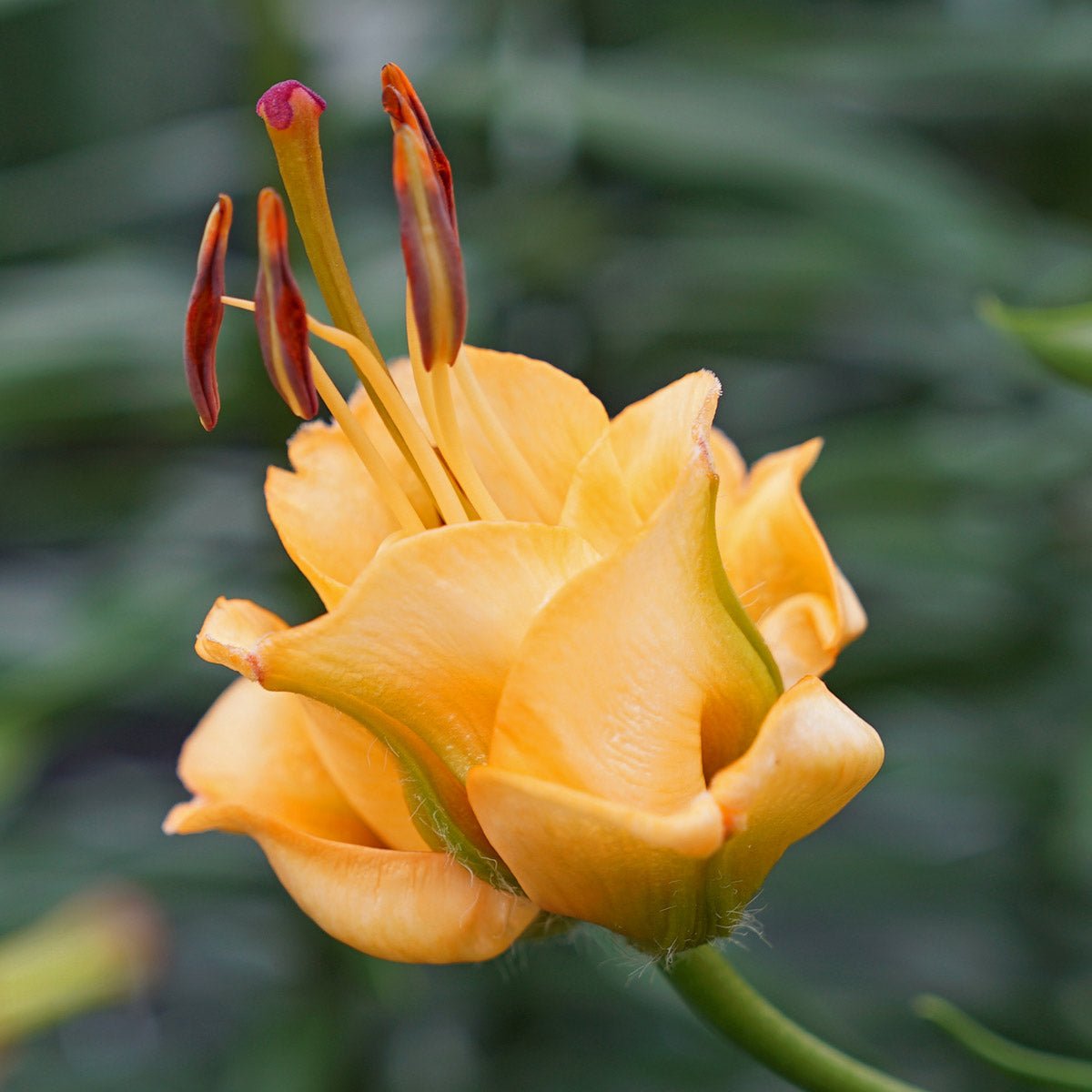 Lilium Apricot Fudge - Lilies - Fluwel