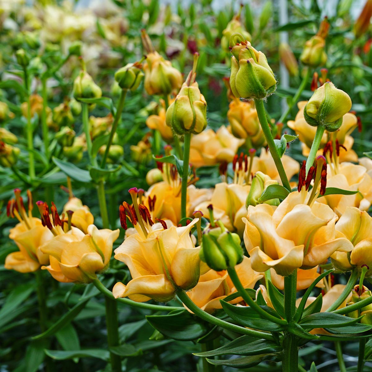 Lilium Apricot Fudge - Lilies - Fluwel