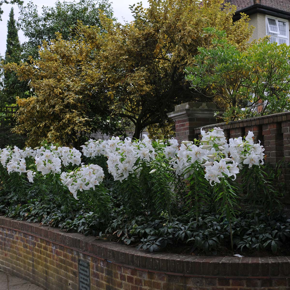 Lilium Casa Blanca - Lilies - Fluwel
