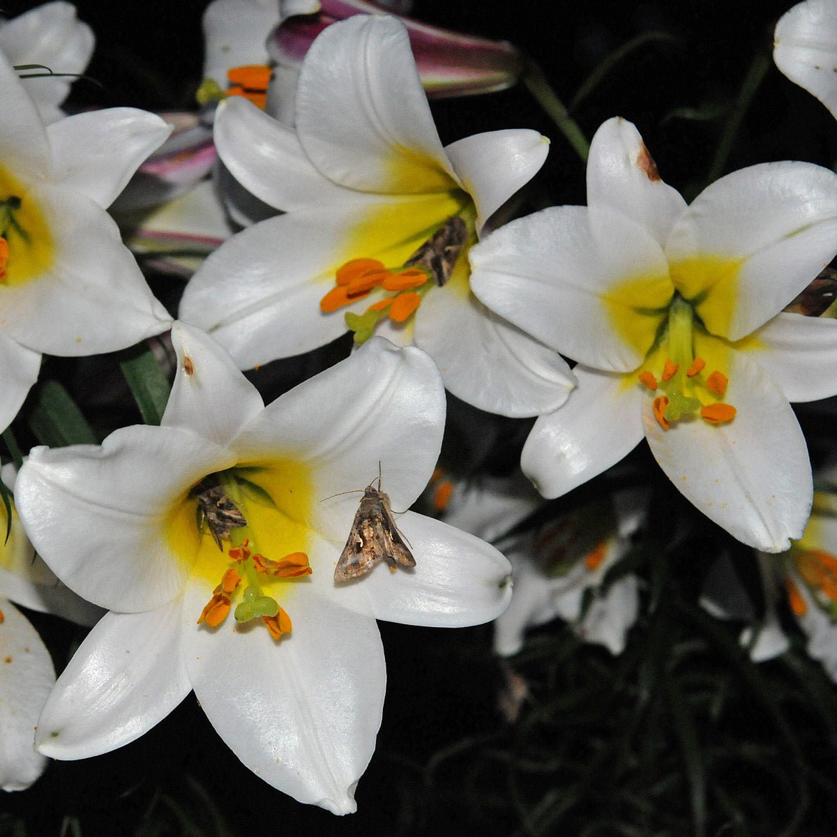Lilium Regale - Lilies - Fluwel