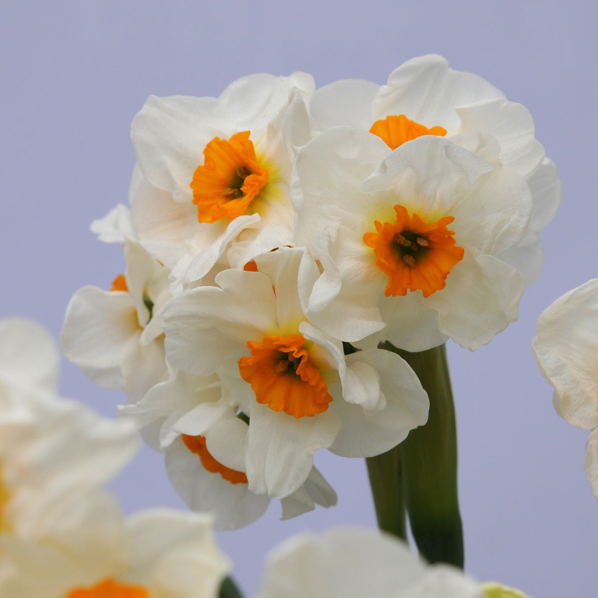 L'innocence - Special Narcissus - Fluwel