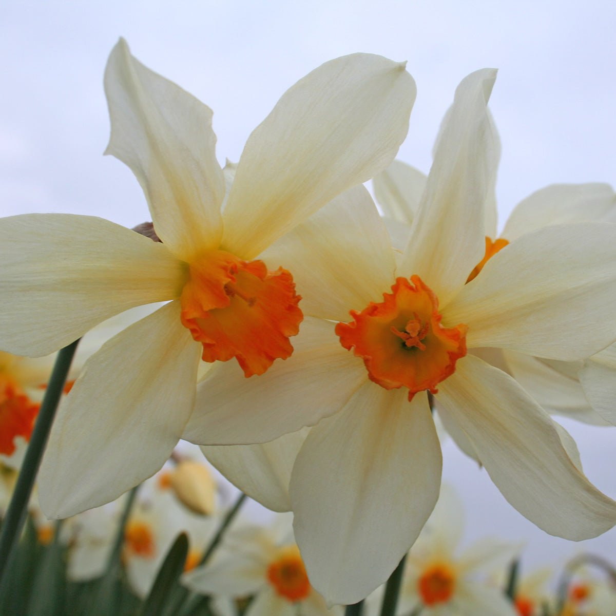 Lucifer - Special Narcissus - Fluwel