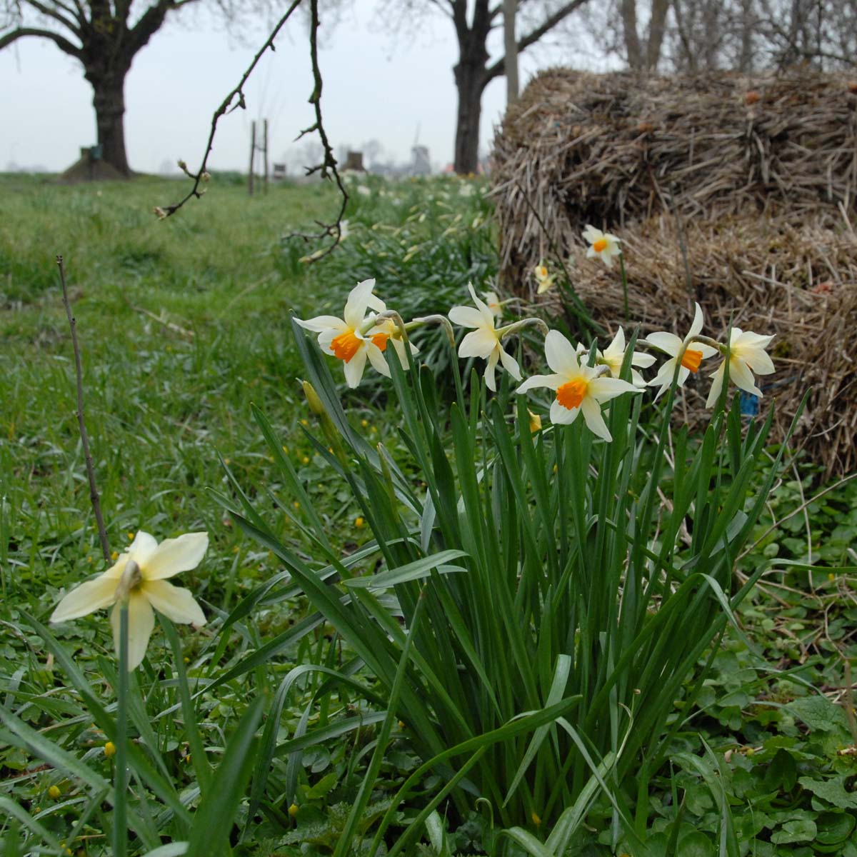 Lucifer - Special Narcissus - Fluwel