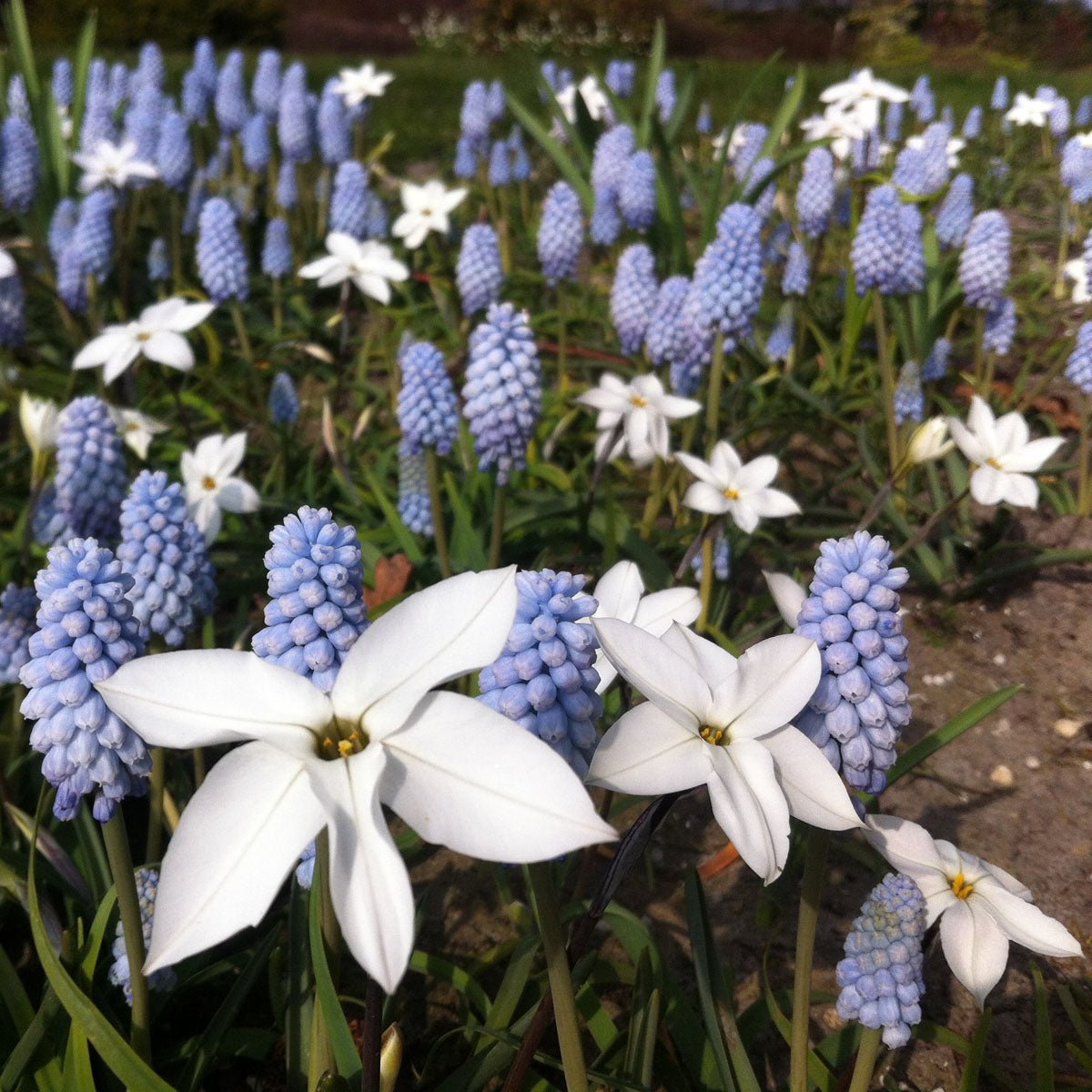 Muscari Baby's Breath - Spring specialty bulbs - Fluwel