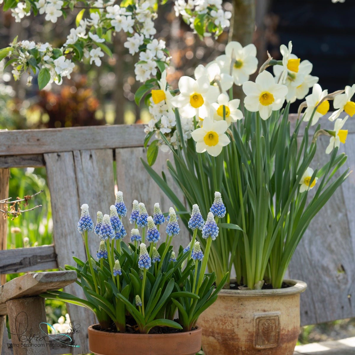 Muscari Mountain Lady - Spring specialty bulbs - Fluwel