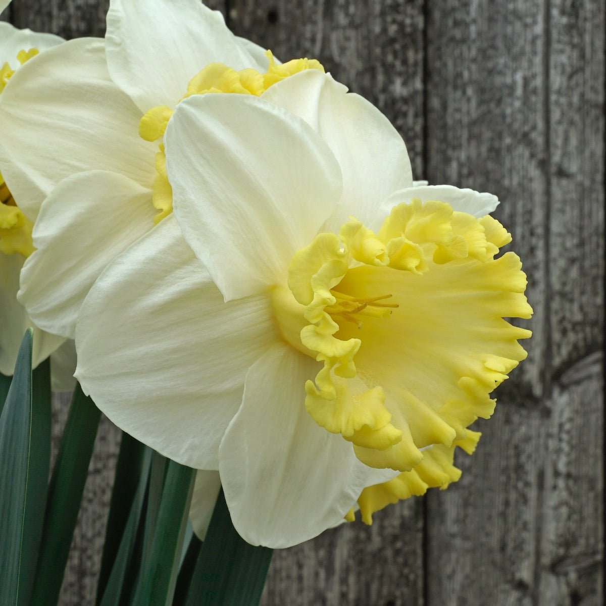 My Dearest - Special Narcissus - Fluwel