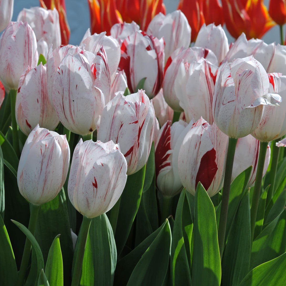 One Direction - Tulips - Fluwel