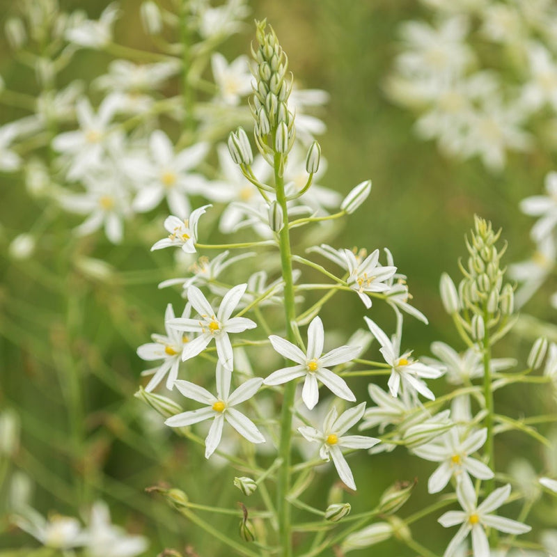 Ornithogalum nutans (Ornithogale penchée)