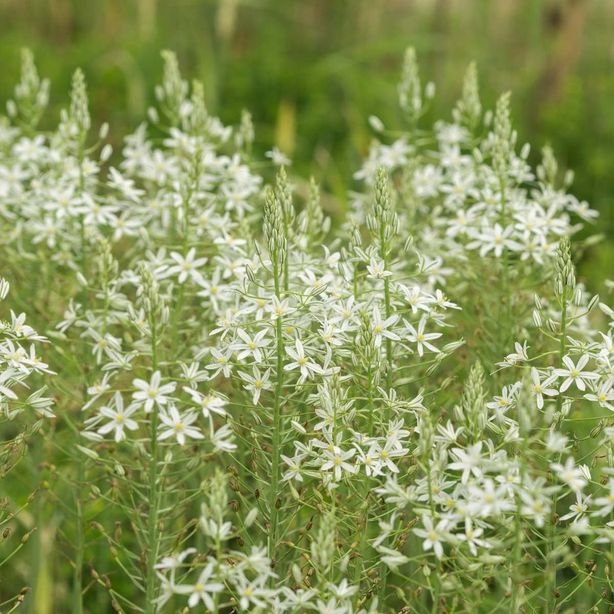 Ornithogalum ponticum Sochi - Spring specialty bulbs - Fluwel