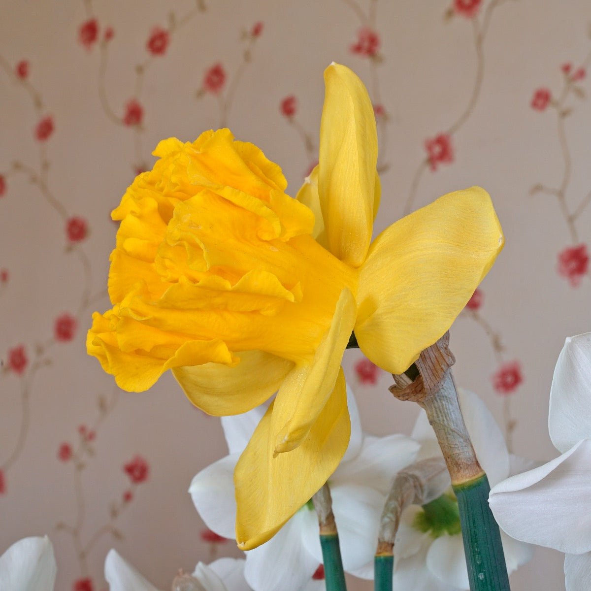 Over the Top - Narcissus - Fluwel