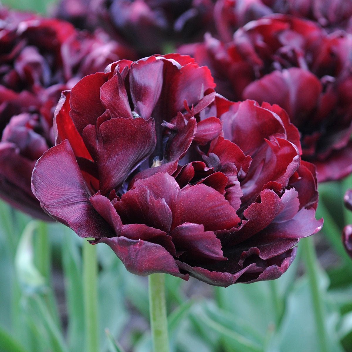 Palmyra - Tulips - Fluwel