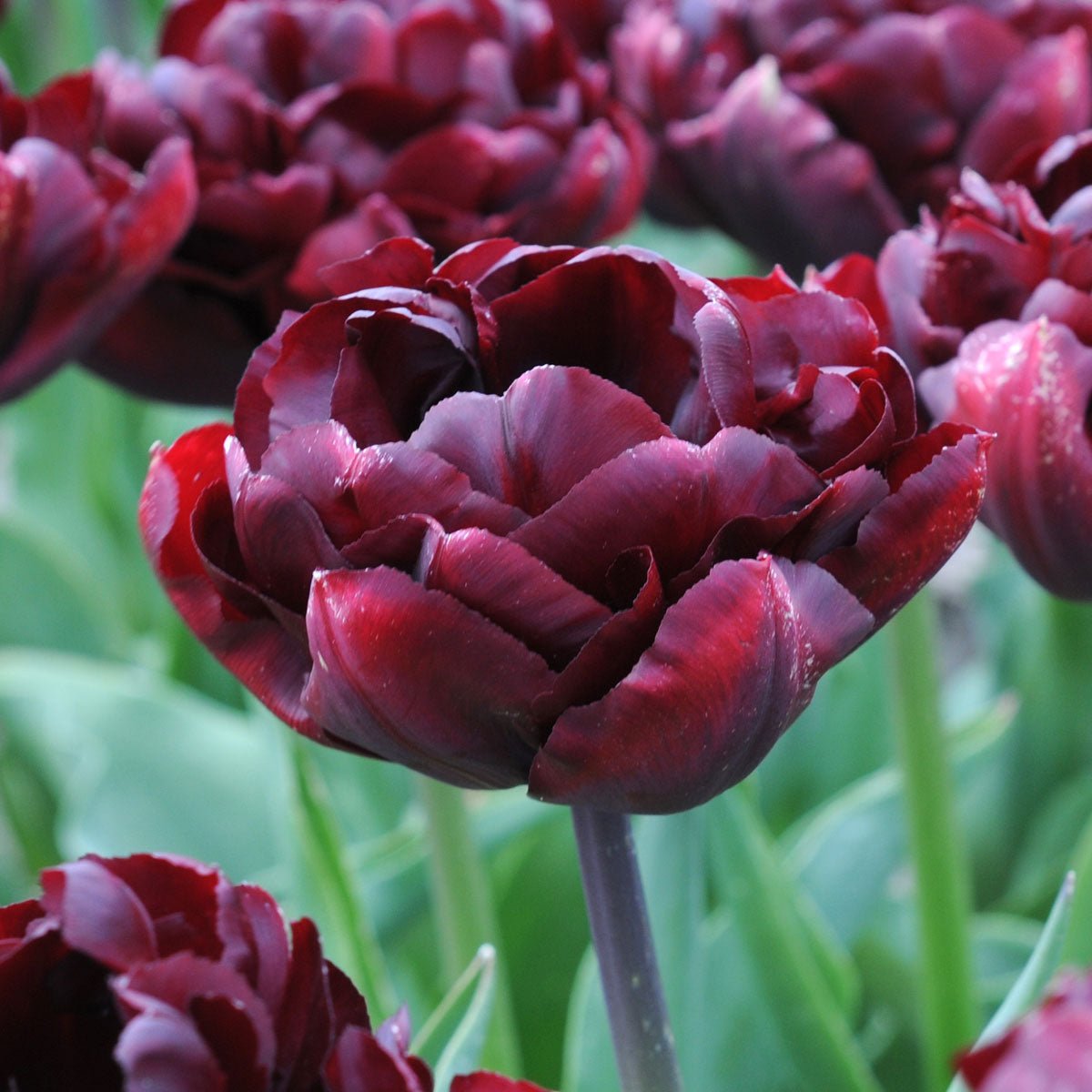 Palmyra - Tulips - Fluwel