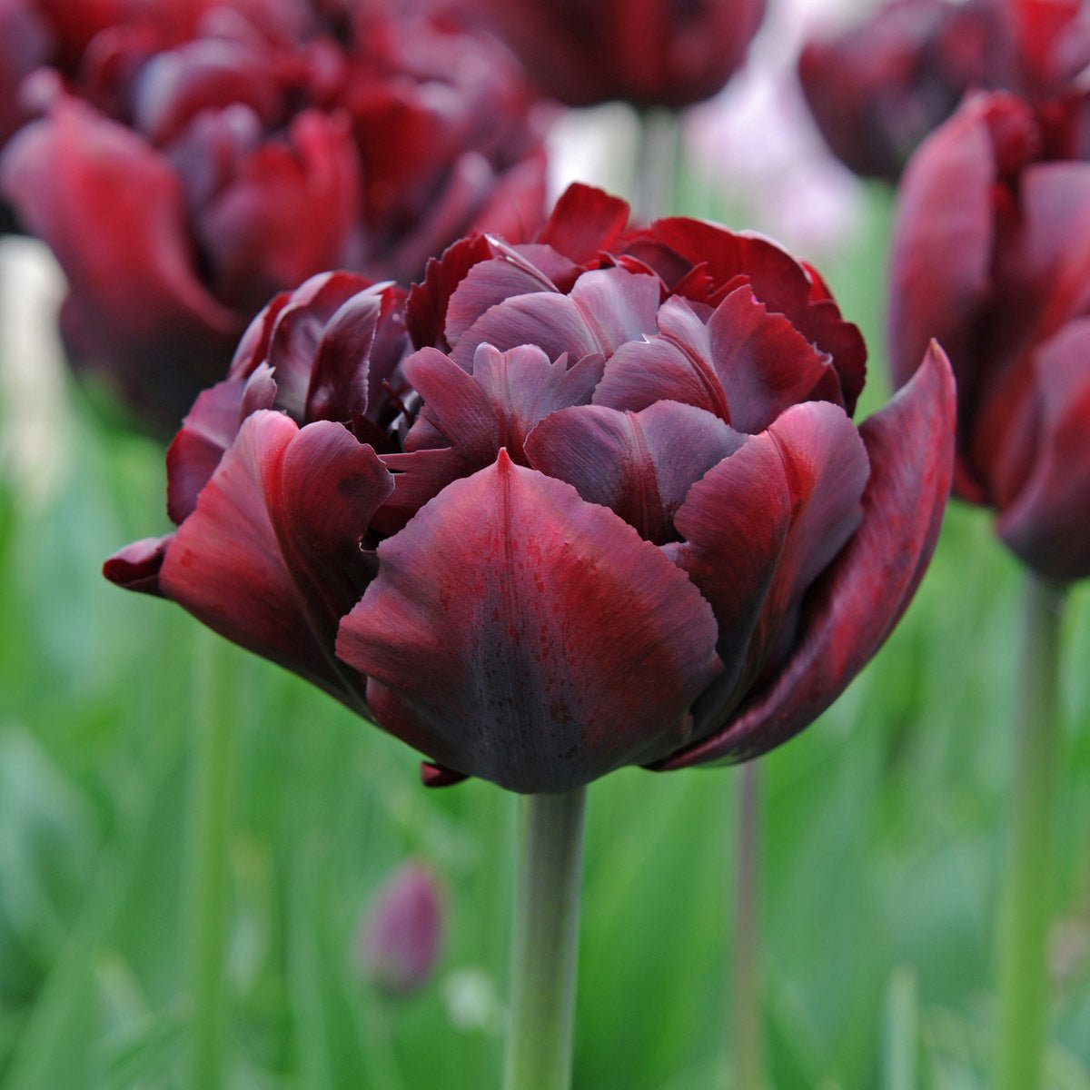 Palmyra - Tulips - Fluwel