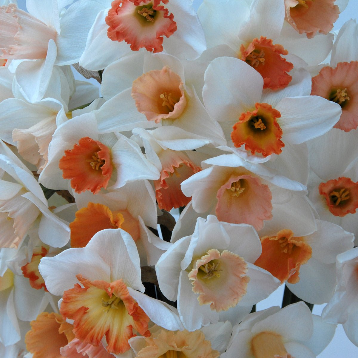 Pink Blush - Mixes - Fluwel