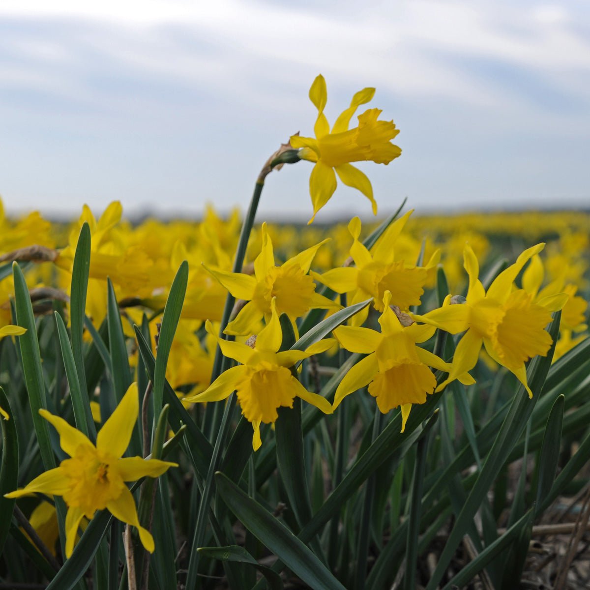 pumilus - Special Narcissus - Fluwel