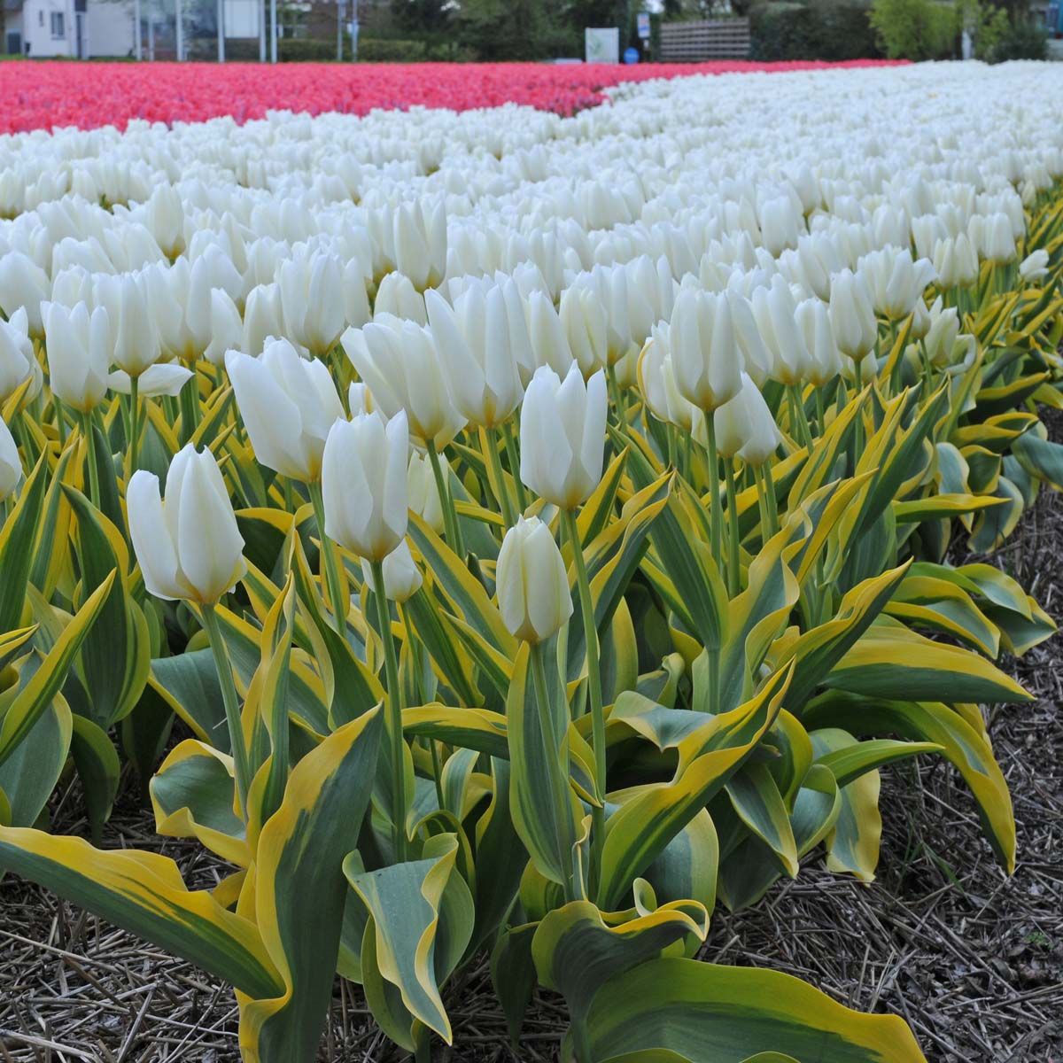 Purissima Blonde - Tulips - Fluwel