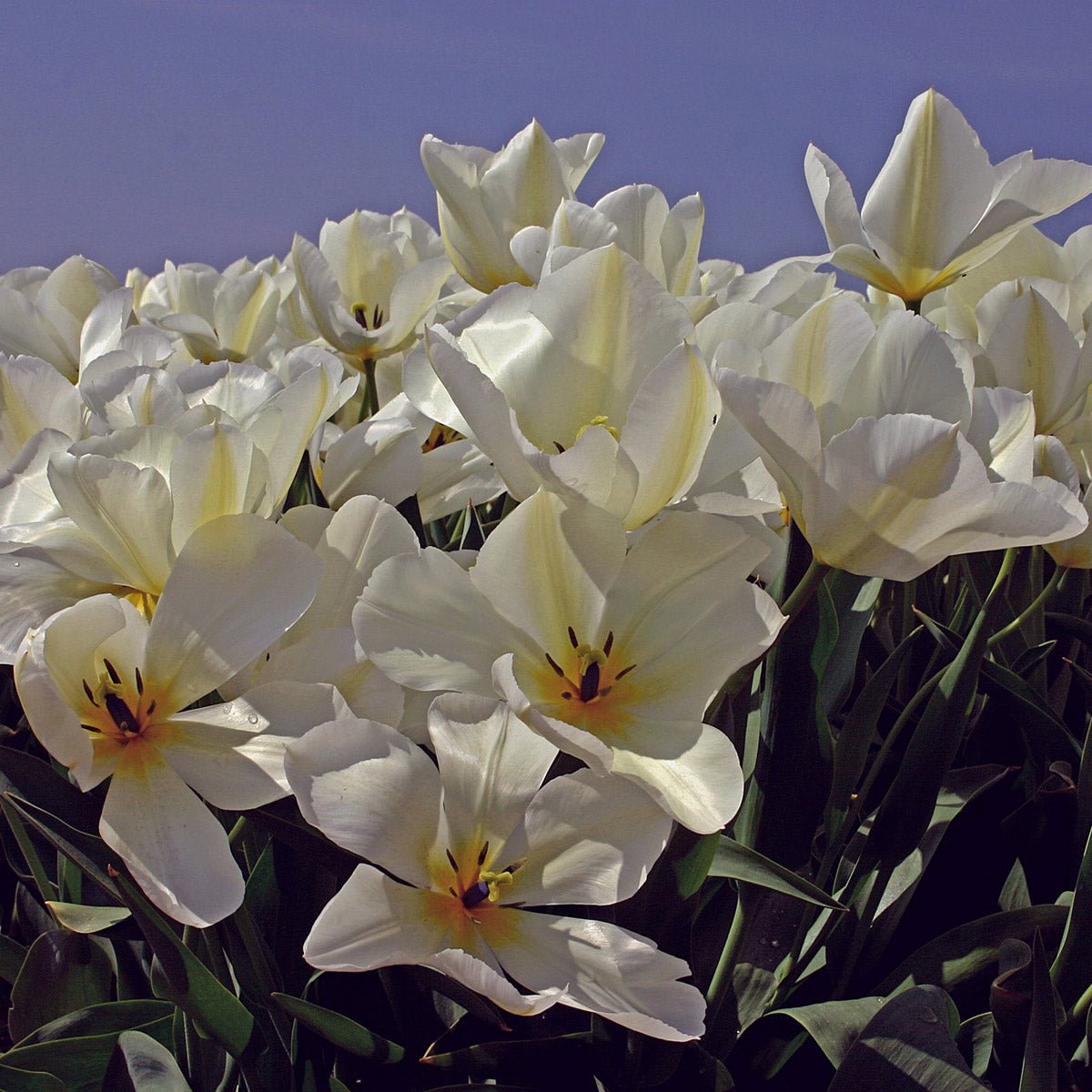 Purissima - Tulips - Fluwel