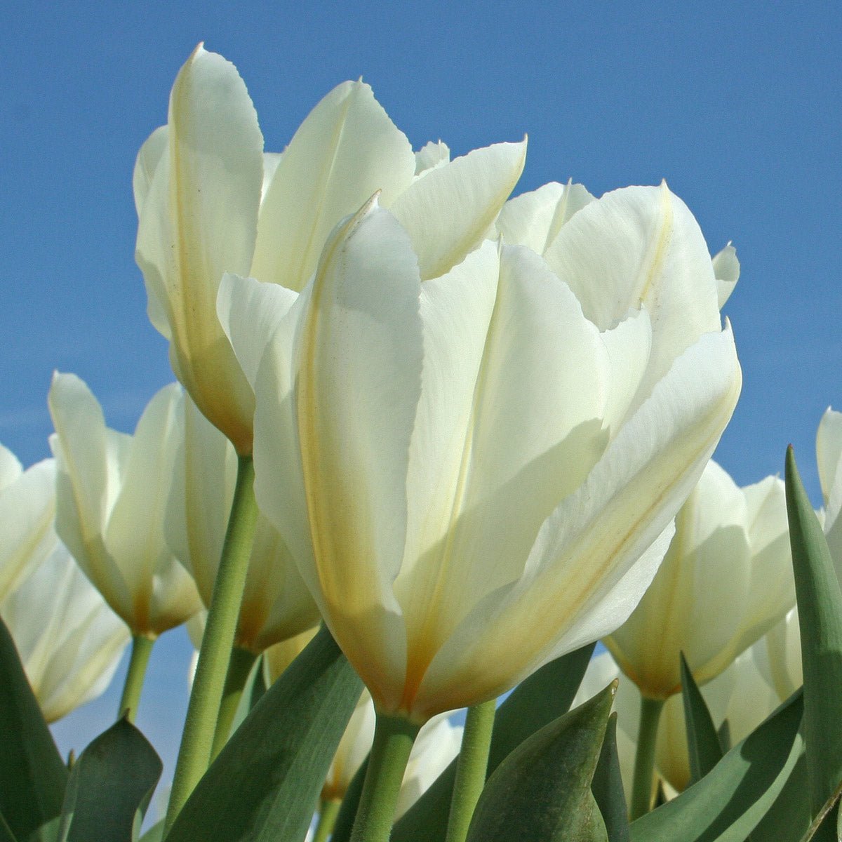 Purissima - Tulips - Fluwel