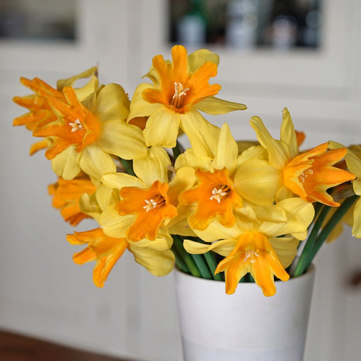 Rataplan - Narcissus - Fluwel