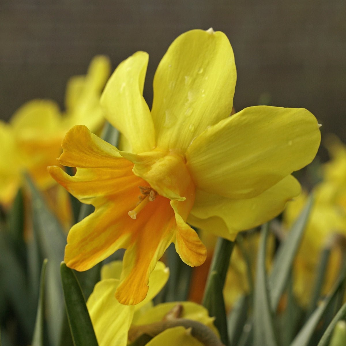 Rataplan - Narcissus - Fluwel