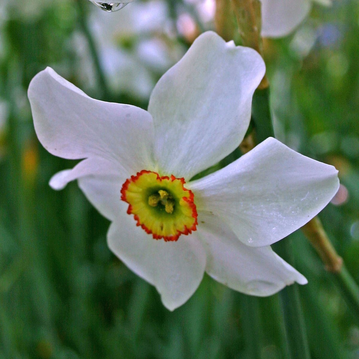 Recurvus - Narcissus - Fluwel