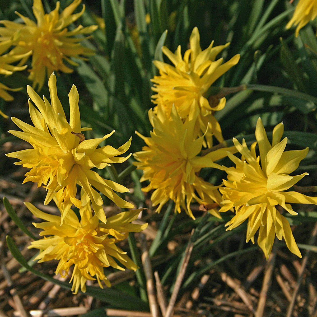 Rip van Winkle - Narcissus - Fluwel