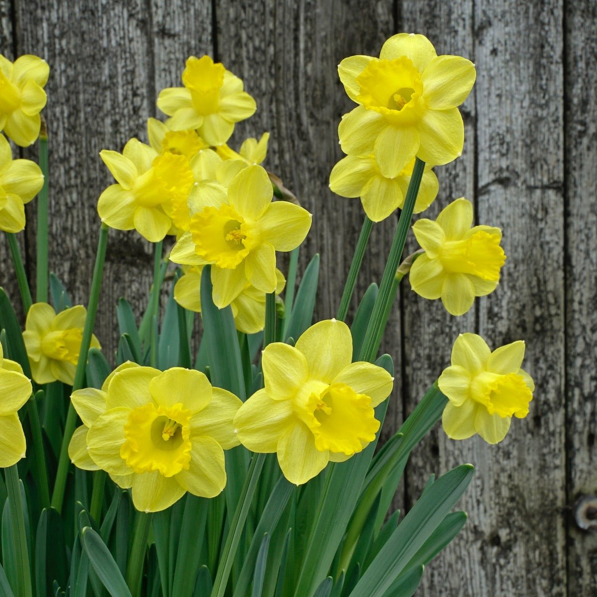 Roundita - Special Narcissus - Fluwel
