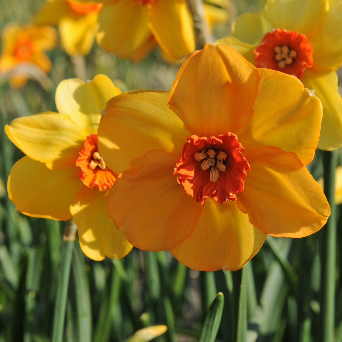Sabine Hay - Special Narcissus - Fluwel