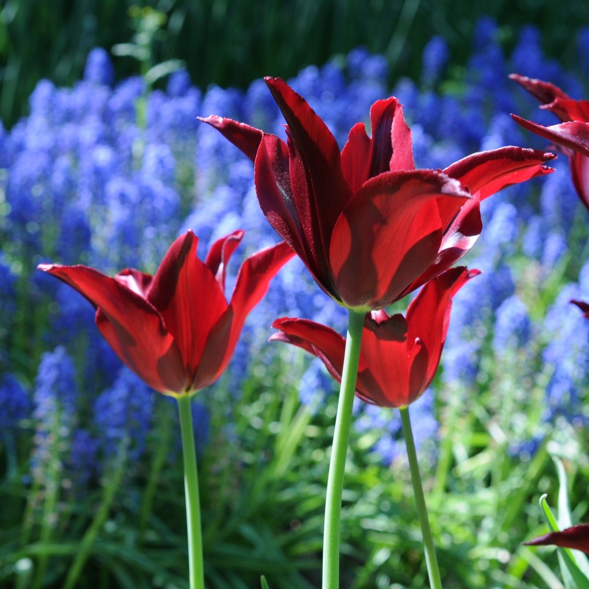 Sarah Raven - Tulips - Fluwel