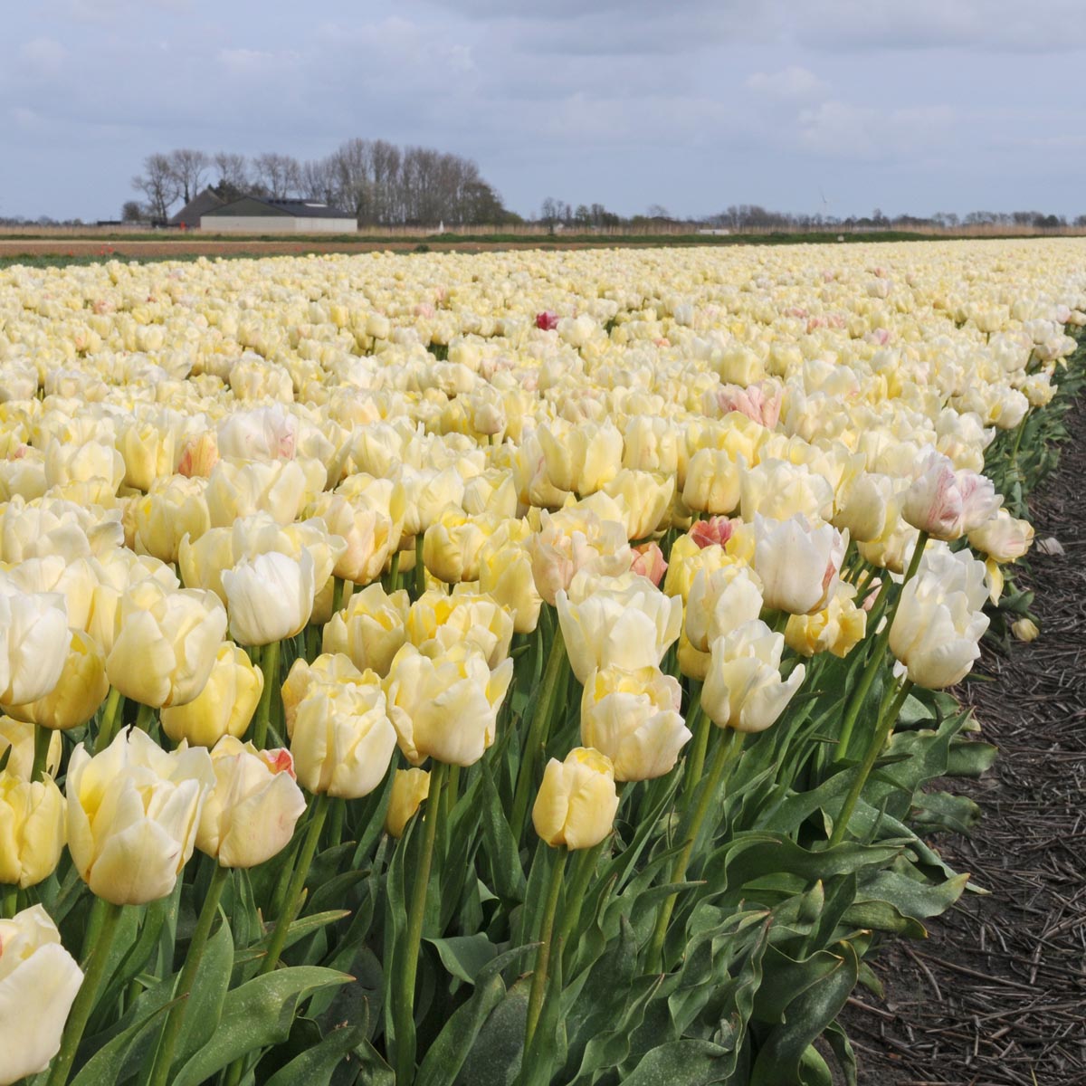 Silk Road - Tulips - Fluwel