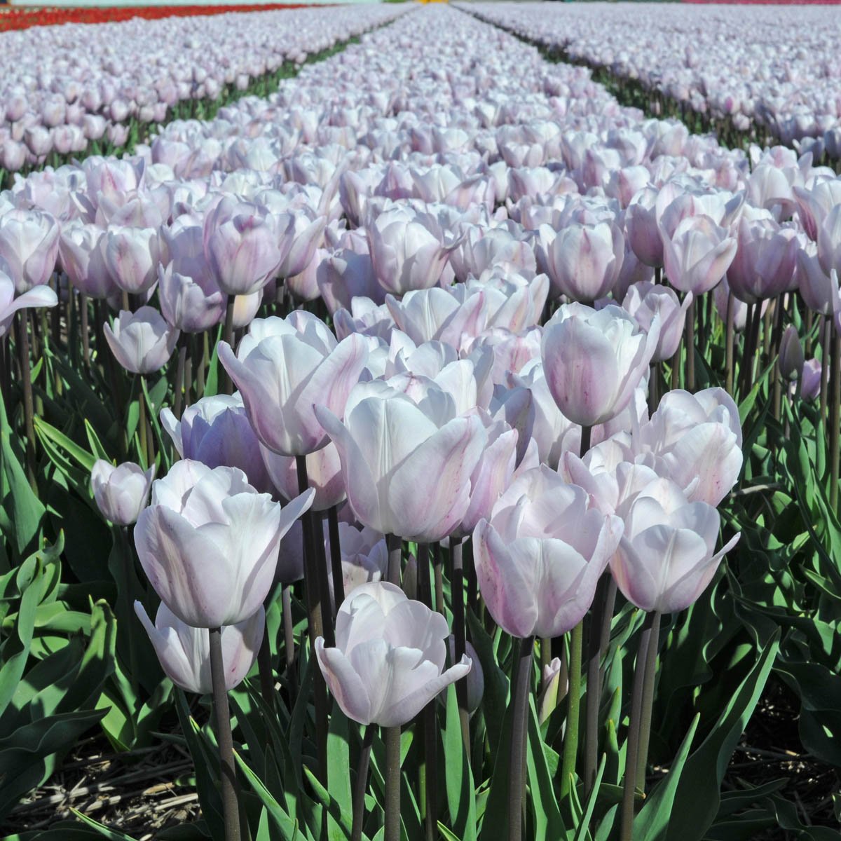 Silver Cloud - Tulips - Fluwel