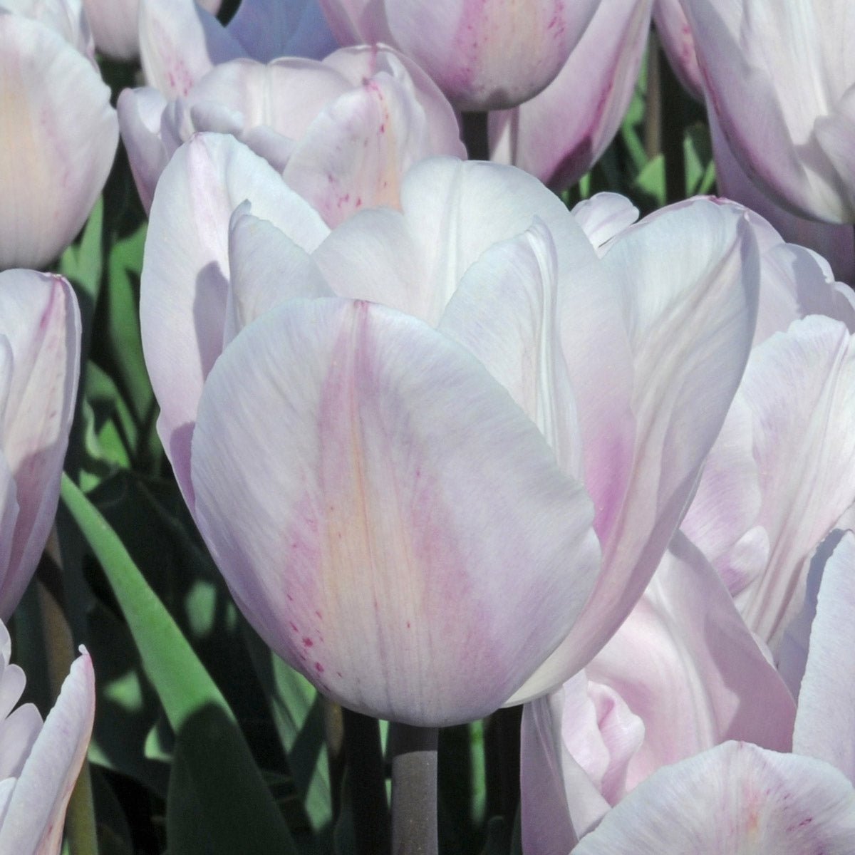 Silver Cloud - Tulips - Fluwel