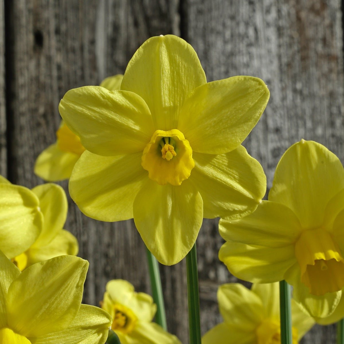 Sissy - Narcissus - Fluwel