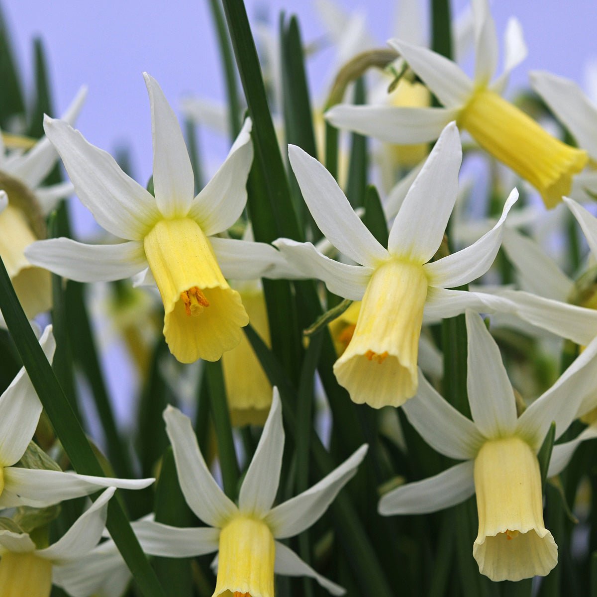 Snipe - Narcissus - Fluwel