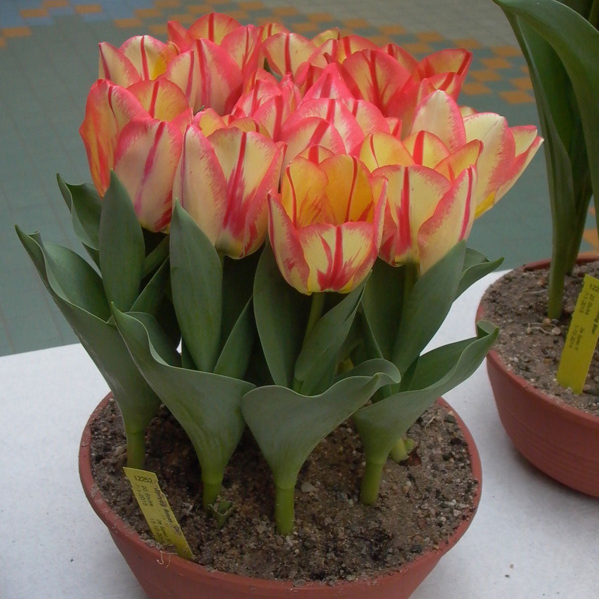 Spryng Break - Tulips - Fluwel