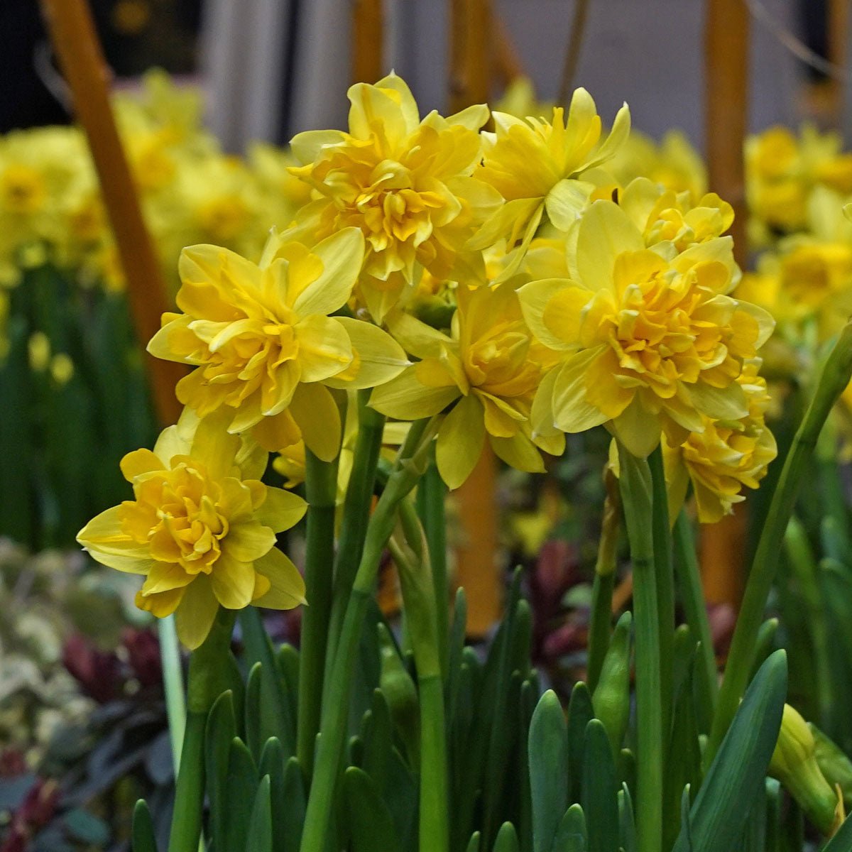 Tete Bouclé - Narcissus - Fluwel