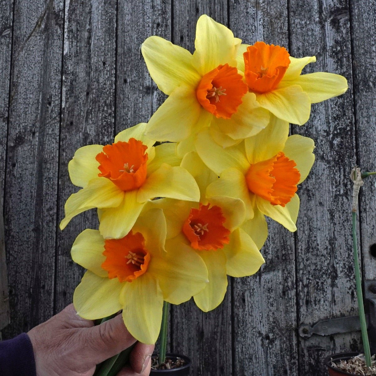 Texel Sun - Narcissus - Fluwel