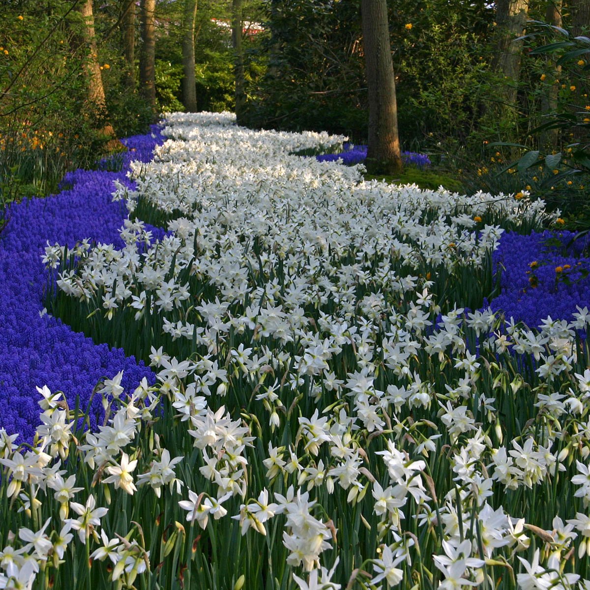 Thalia - Narcissus - Fluwel