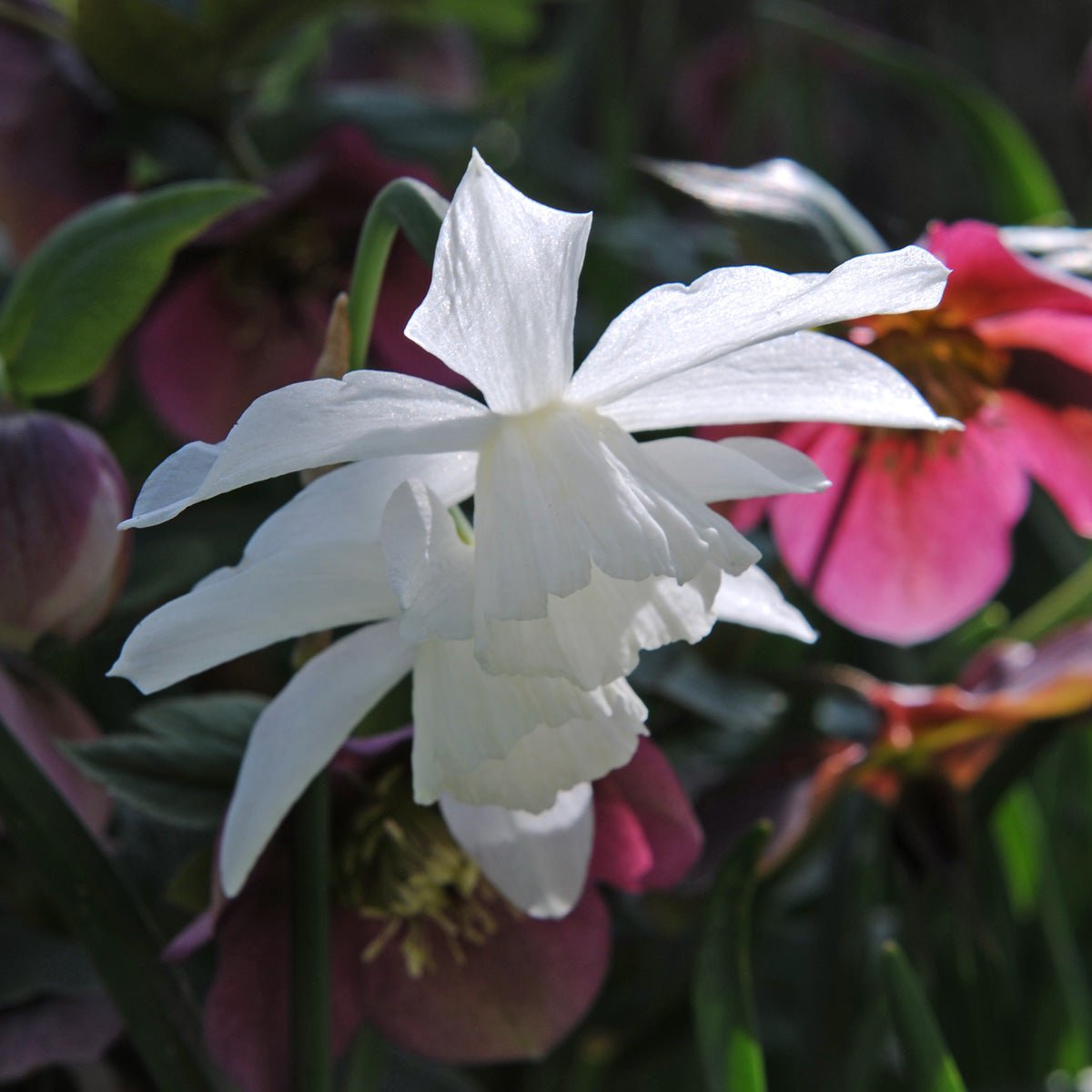 Thalia - Narcissus - Fluwel