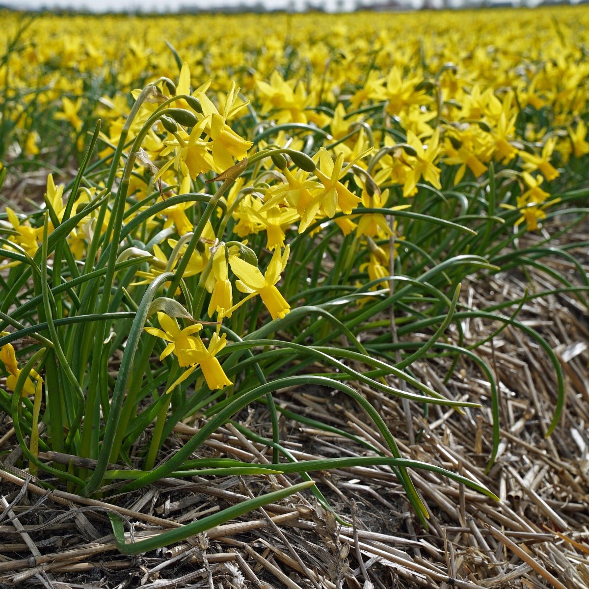 Tiny Bubbles - Narcissus - Fluwel