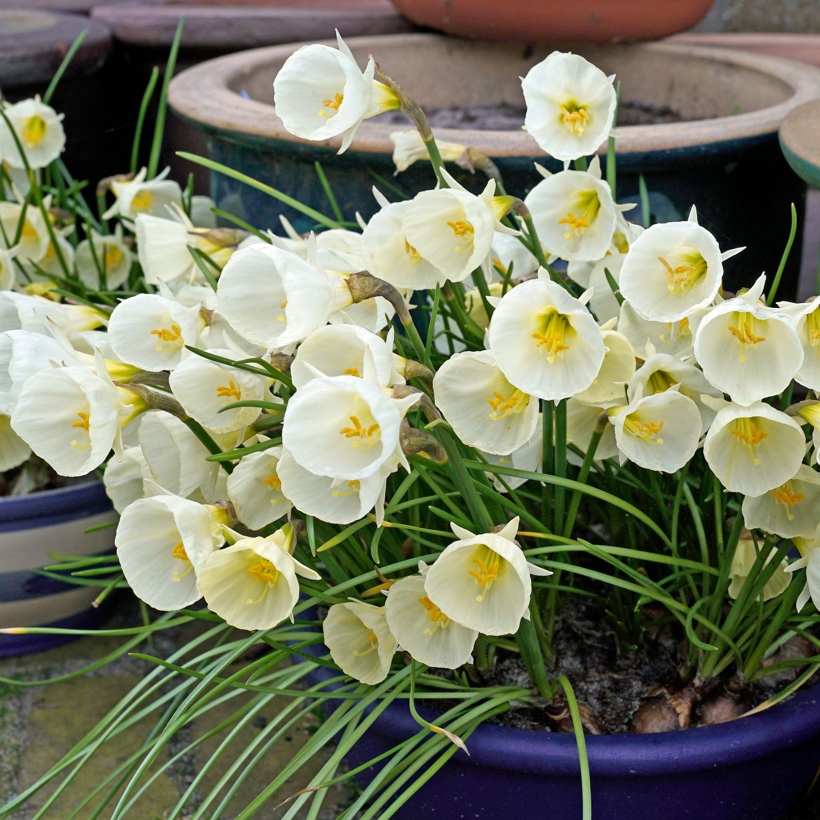 White Petticoat - Narcissus - Fluwel