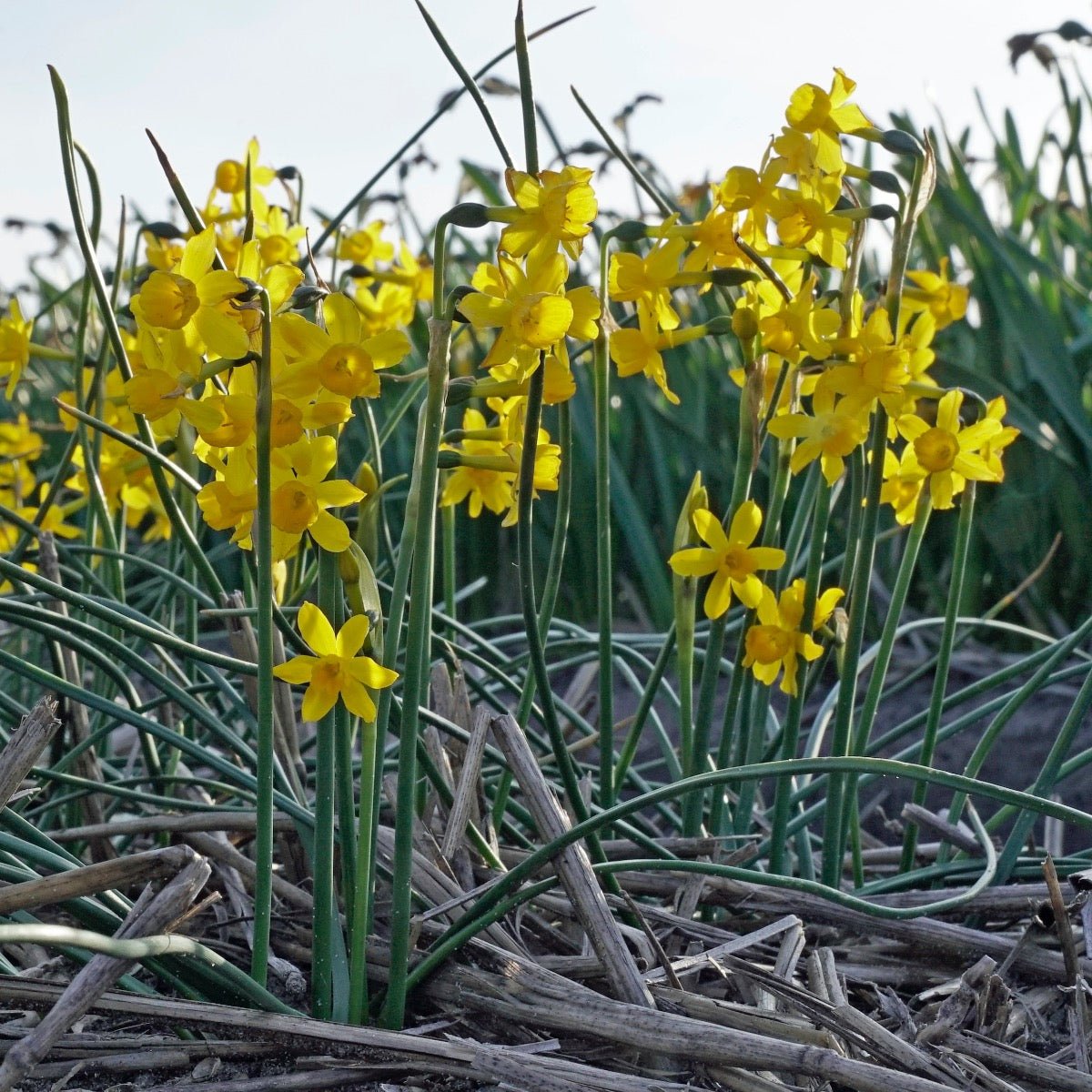 Willkommii - Narcissus - Fluwel