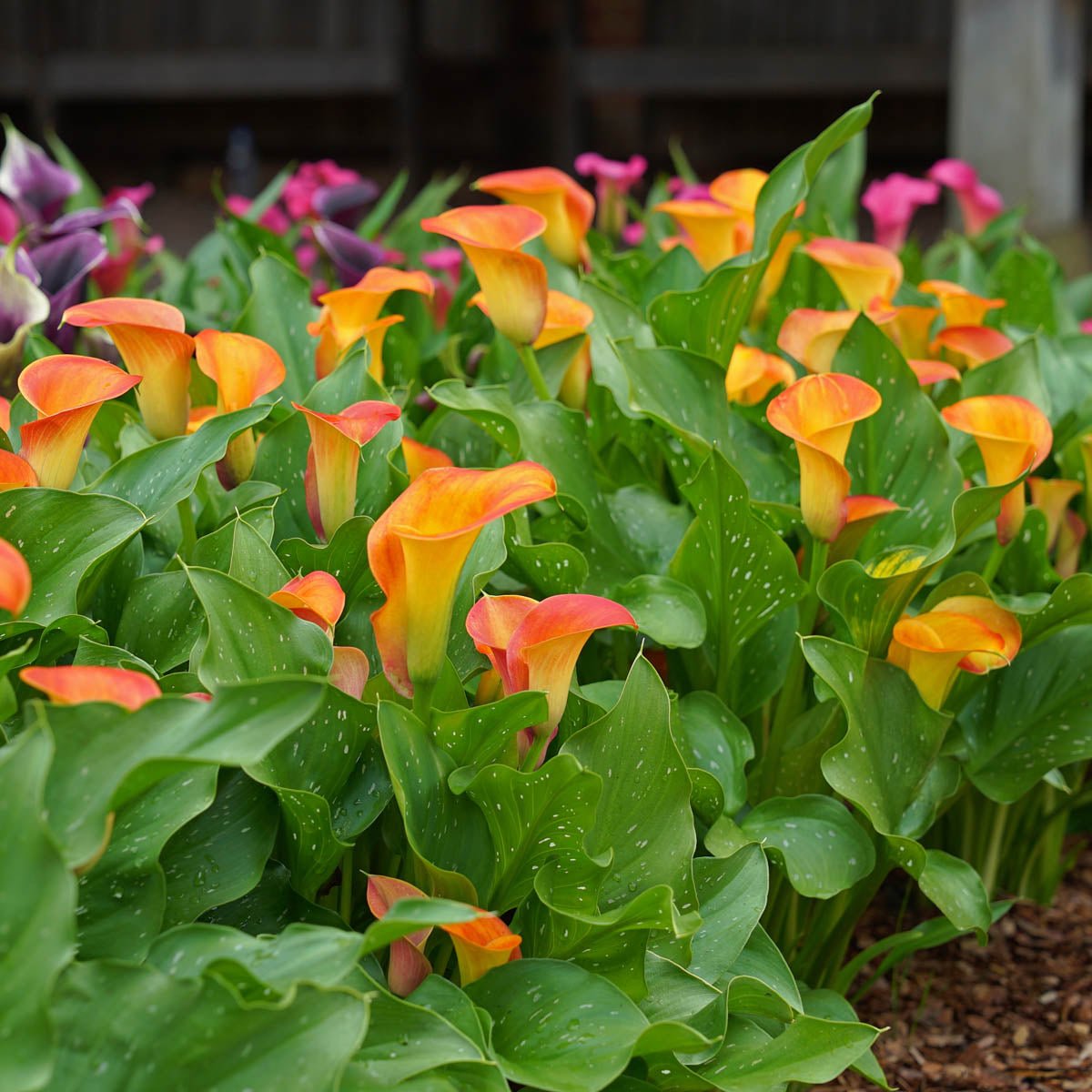 Zantedeschia Brunello - Zantedeschias - Fluwel
